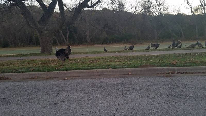 Lost Creek Boulevard Pickleball Courts courts